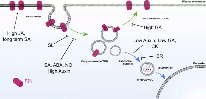 Hormonal Regulation of PIN Trafficking in Plant Cells